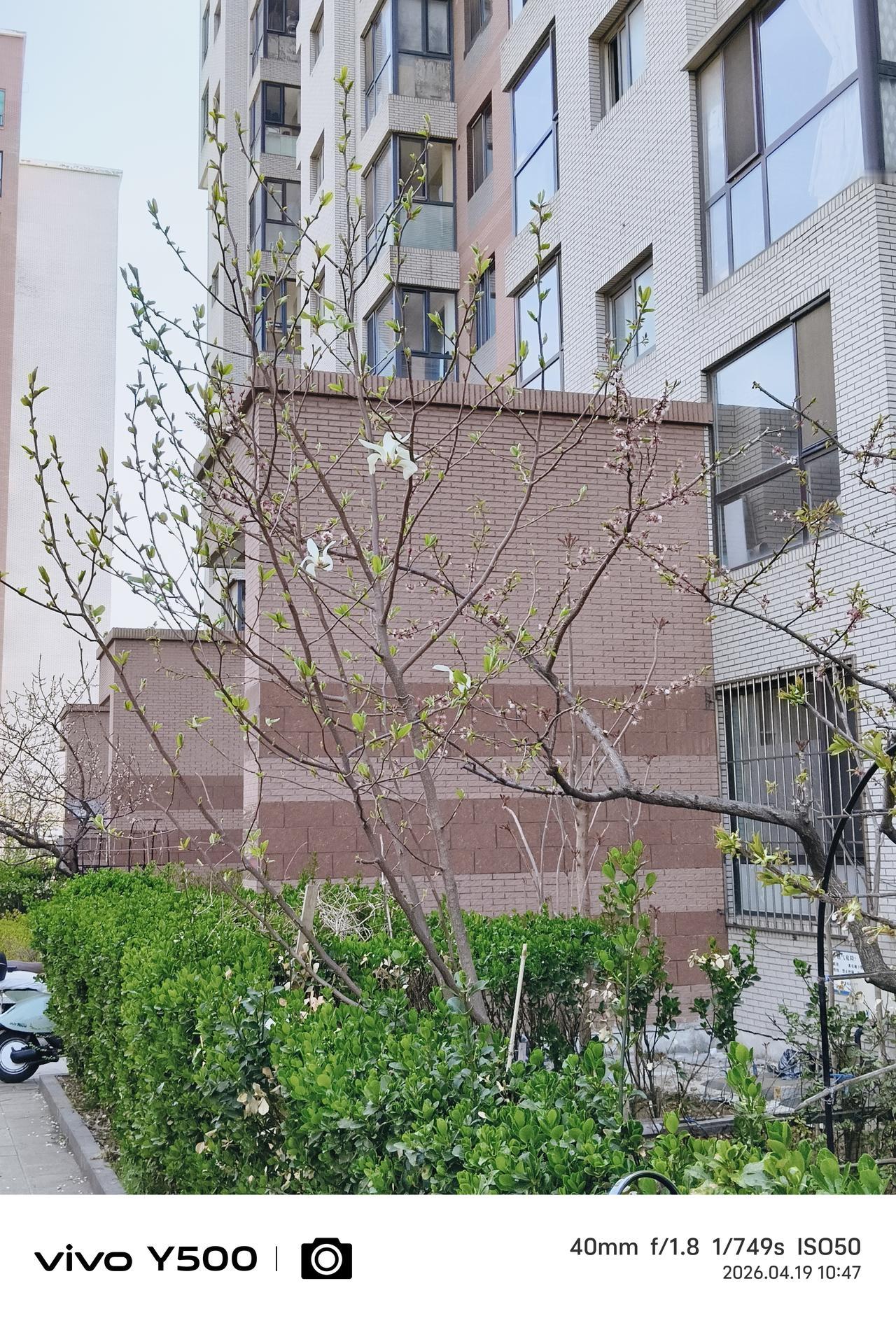 雪白如鸽踏枝头🕊
捡尽花枝同风流
——小区的玉兰树，开的和别的树不一样，不是均