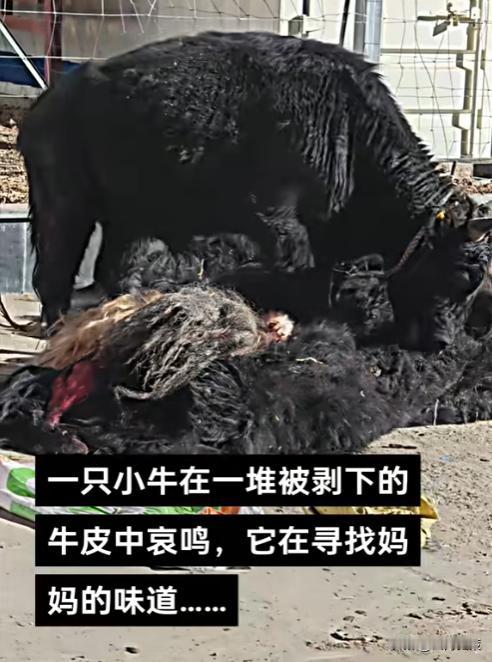 眼泪止不住的流啊.....无意中看到一头小牛犊子在一堆被剥皮的牛皮中闻到了妈妈的