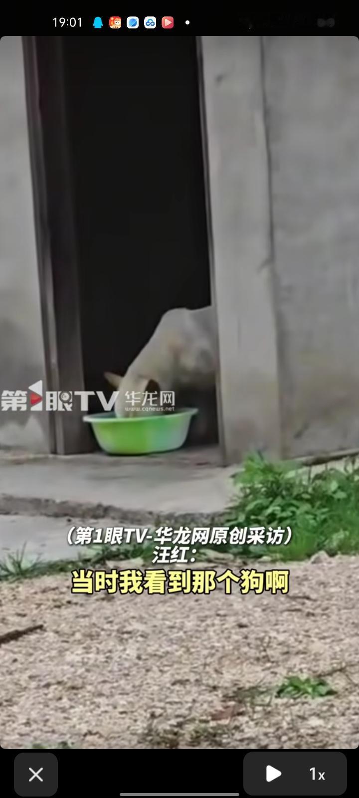 4月10日，铜仁市石阡县。网友发视频称，狗主人去世后，狗狗守着没人住的家，哪里都