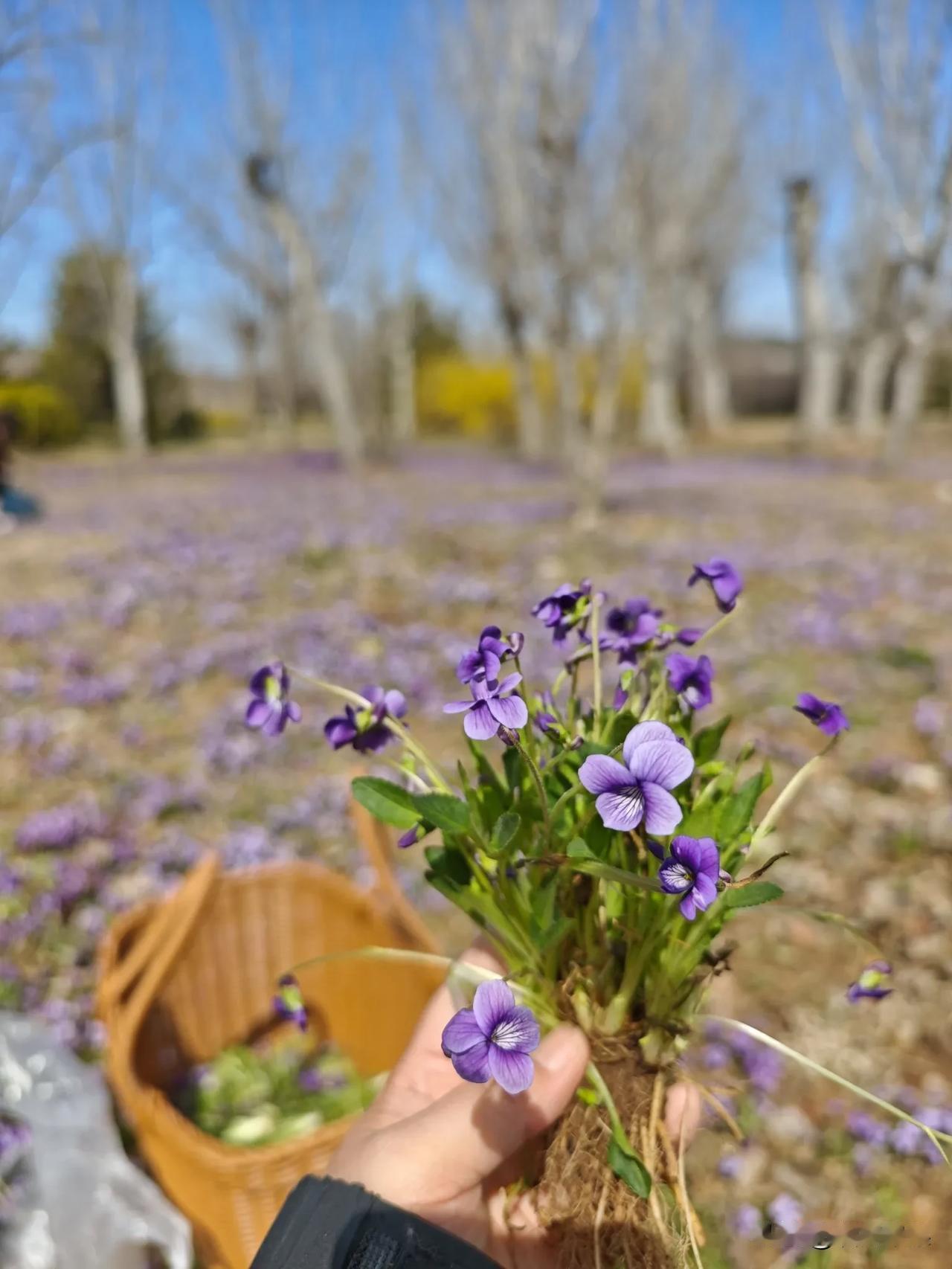 挖野菜真的会上瘾！春日暖阳晒得浑身舒坦，放下手机专注挖菜，眼睛彻底放松，亲手挖到
