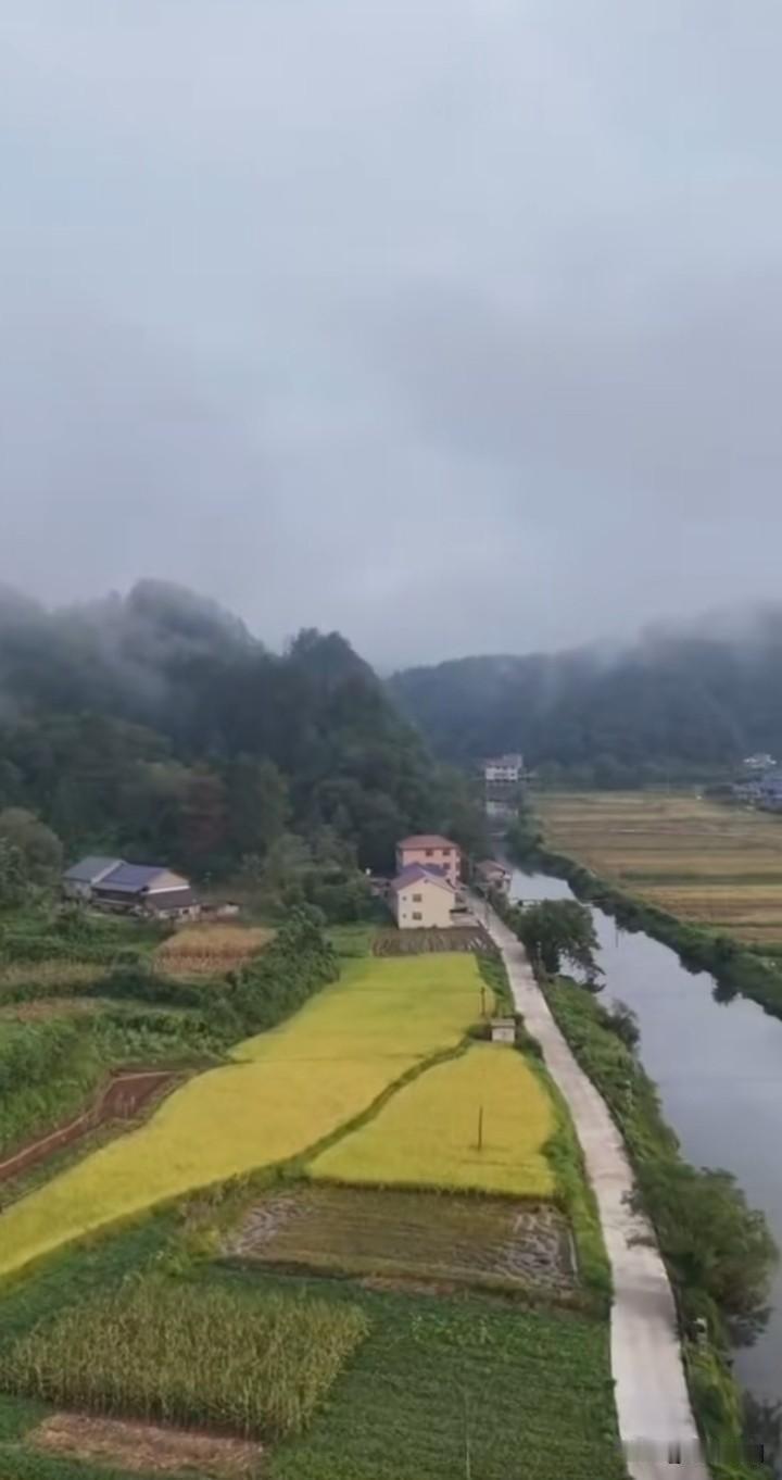 秋日生活打卡季老家的秋天，稻子黄了！