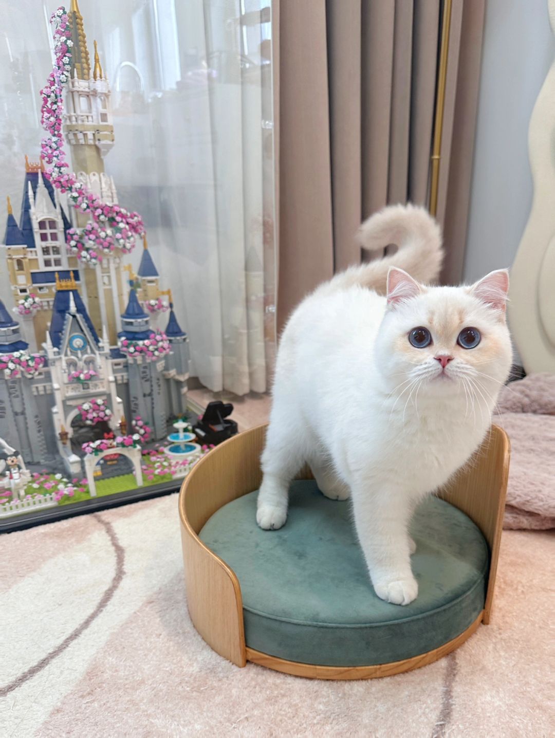 大风天 临时调休 一人一猫 独居