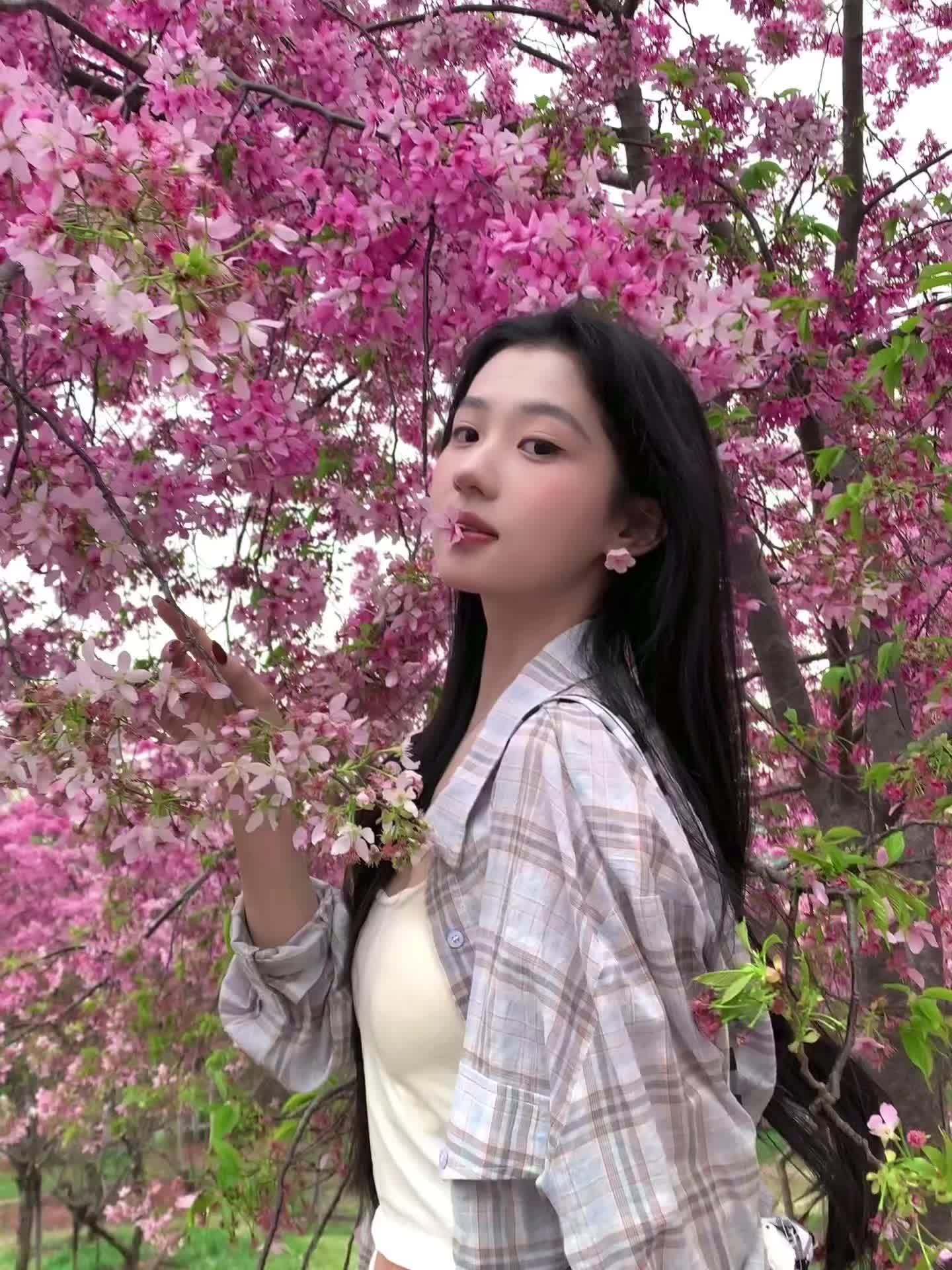 原来春天这么美 幸好没有腐烂在冬天，樱花春天 