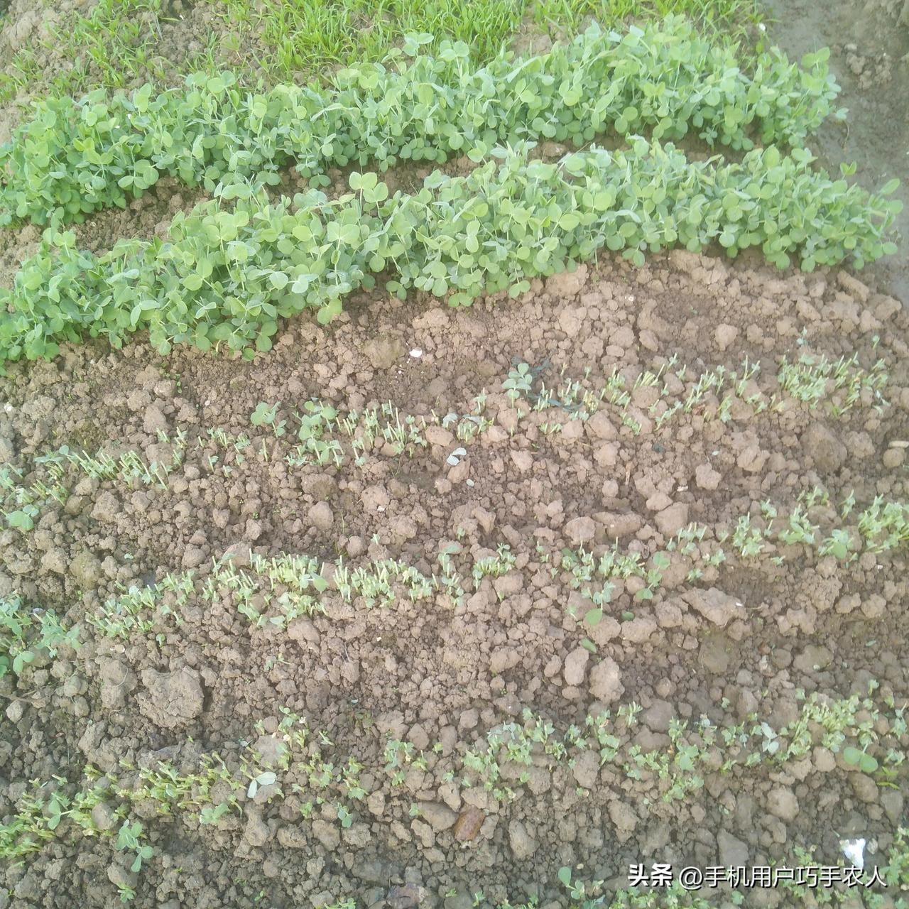 1，头刀豆苗开吃了，有点老。

2，茭白娇小玲昽，因为种在小菜园的小水沟里的。不