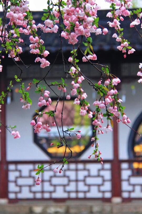 南京3月赏海棠｜昨夜雨疏风骤🌸