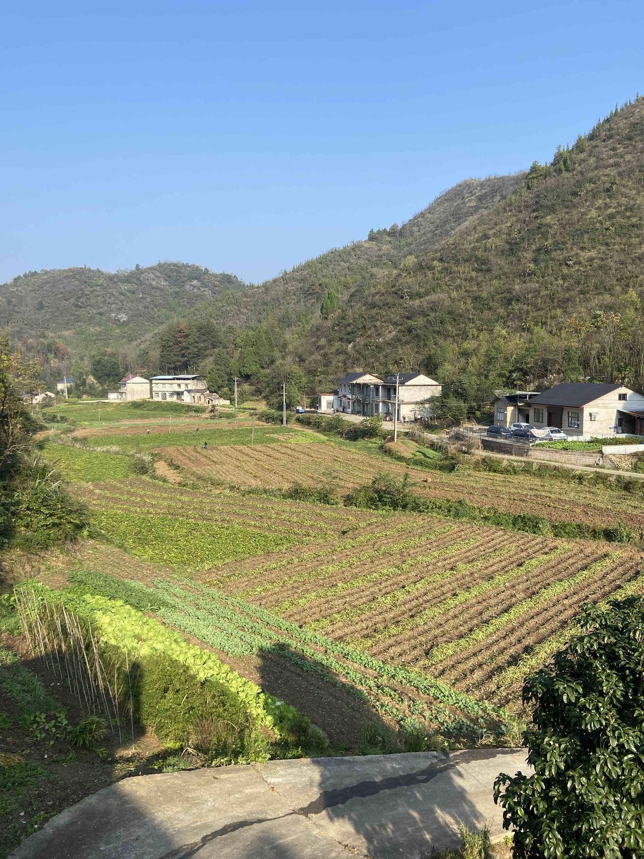 田埂上的菜畦刚冒新绿，一块黄一块青的，像给土地盖了花毯子。后山的树裹得密不透风，