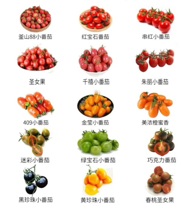 医生建议减肥期间不要吃圣女果 圣女果不能吃，其他的小番茄是不是可以吃[委屈] ​