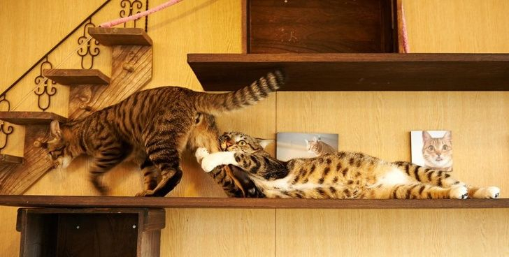 已婚无娃养9猫的一天 已婚无娃，家里九只猫猫当家！铲屎喂饭陪玩连轴转，虽然忙碌，