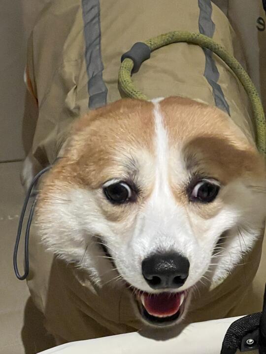 双眼皮的小斗 ，姨姨们喜欢吗😍