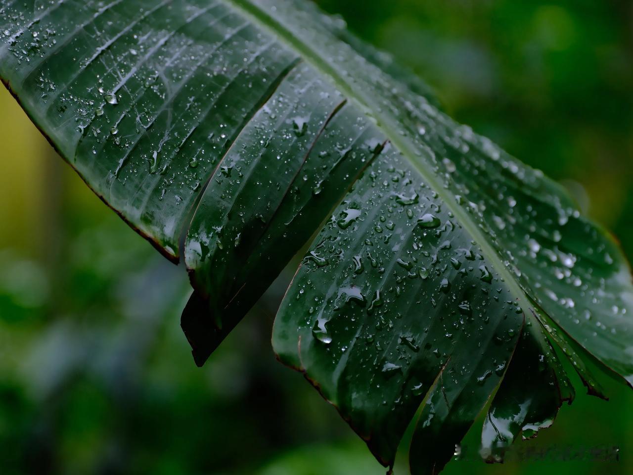 下了一天细雨，傍晚渐停，这连日的雨，不能出门，竟有些不喜欢。

雨天适合仔细做饭