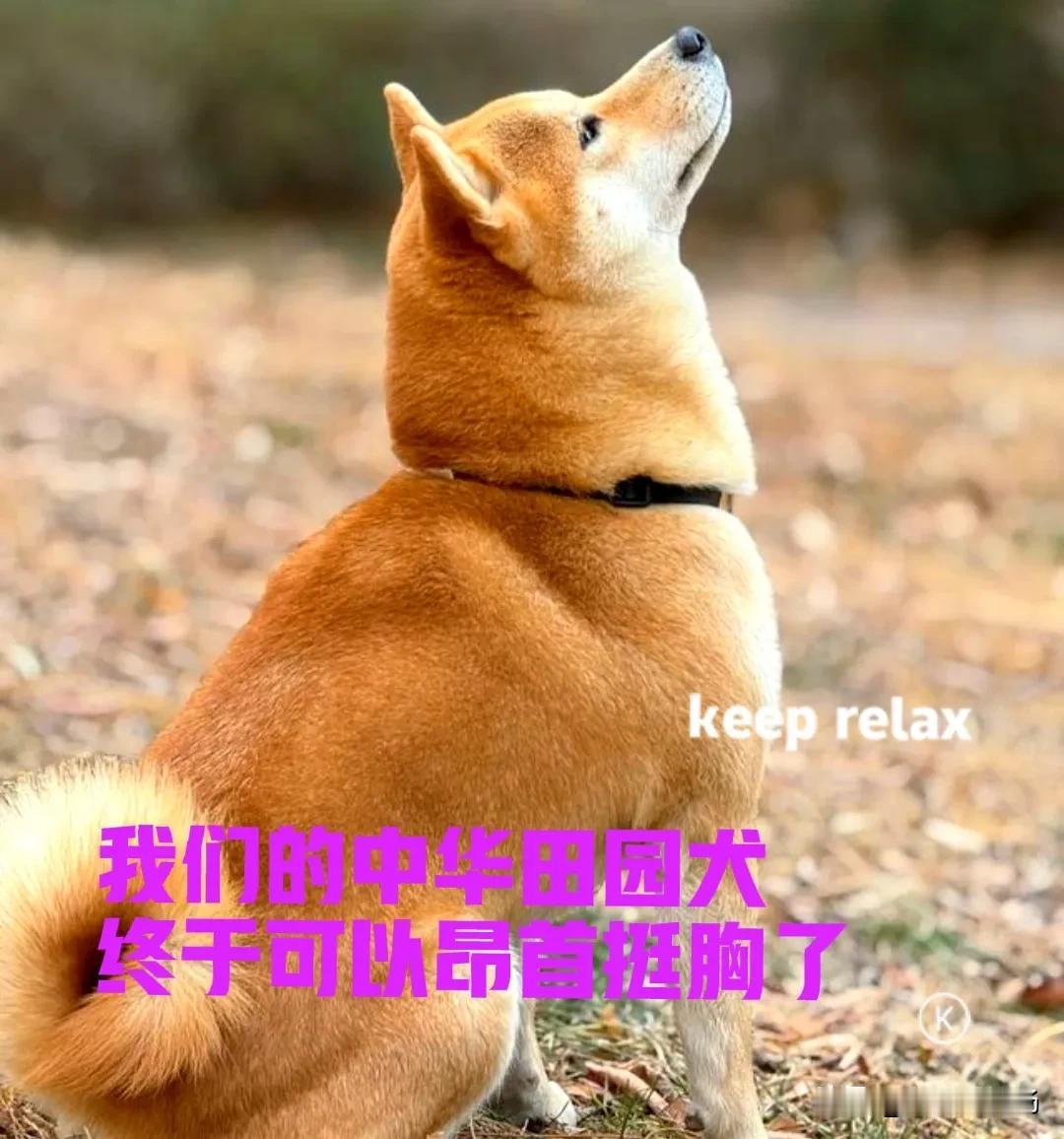 我们的中华田园犬，被人家诋毁了几十年，现在终于可以挺起胸膛，到了扬眉吐气的时候。