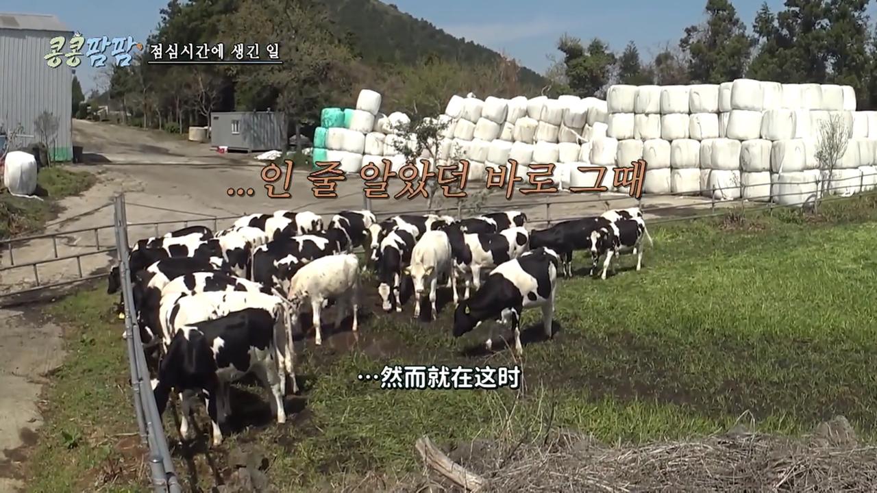 李光洙等人去吃饭的时候，农场发生了变故、青年奶牛撞开了栅栏全部跑了出来，节目组在