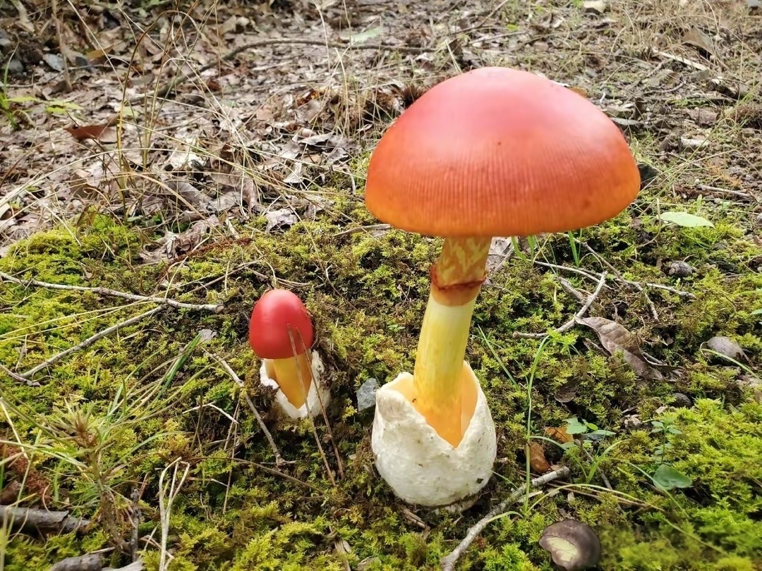 哈哈，正如朋友所说的那般，不是红伞伞我都不要。当然，这是开玩笑哈！现在应该是吃菌