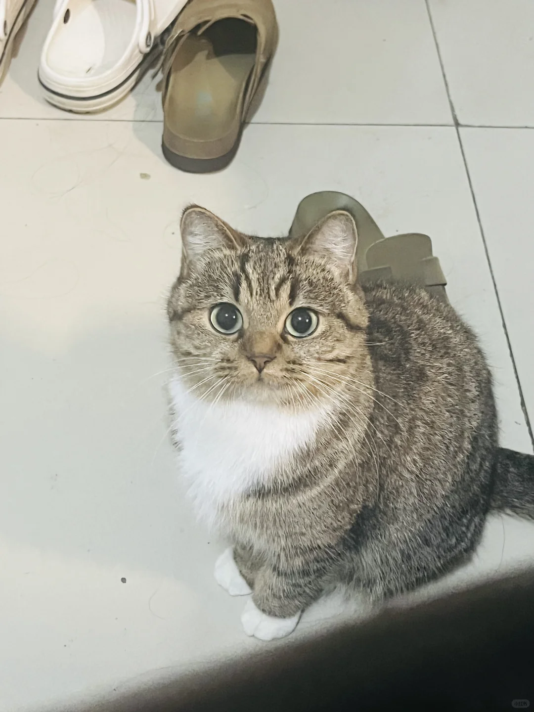 这种穿着棉拖的小猫最有心机了