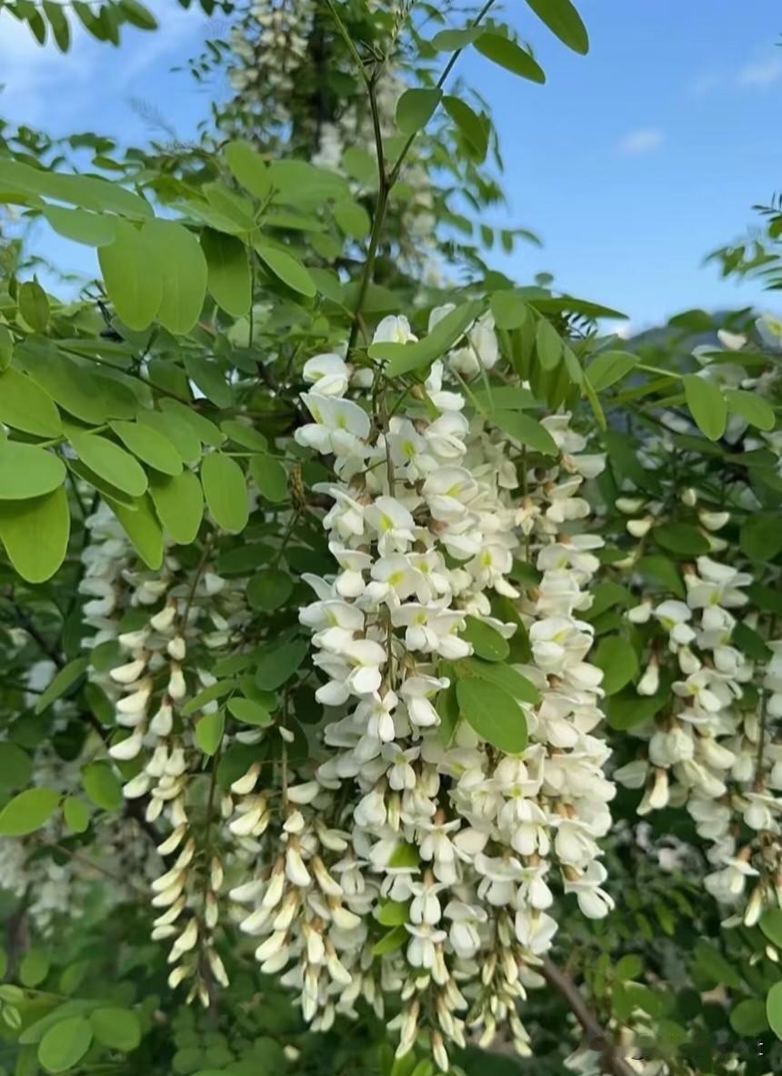 七言·槐花（三首）

闻香
 
晴风过处雪纷扬，
一缕清芬入袖长。
不与群芳争艳