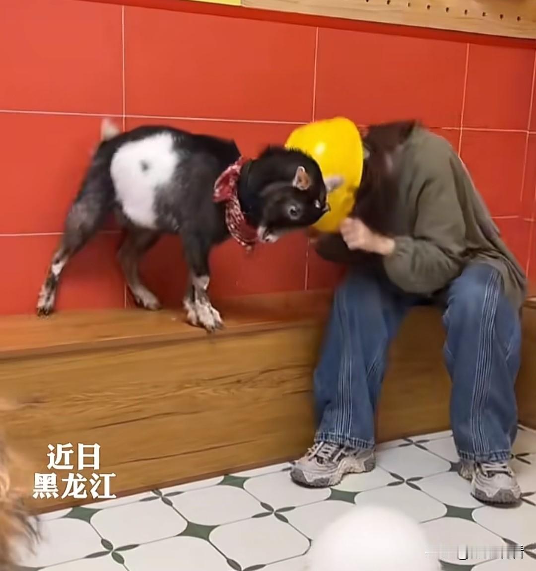 笑疯了！一人一羊互顶 倔到离谱🤣
 
黑龙江这一幕真的笑到我捶床！
 
女生戴