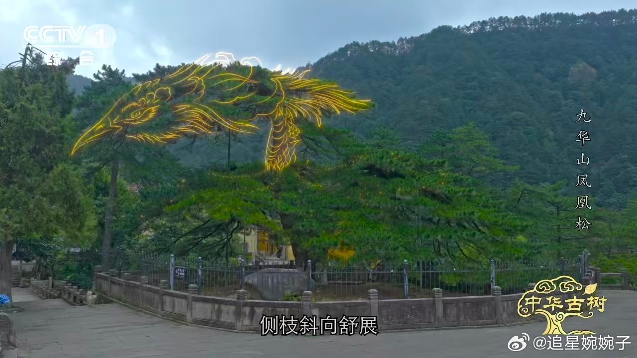 风一吹千年古松秒变展翅凤凰不夸张地说，这是我见过最形象的古树，风一吹那画面真的越