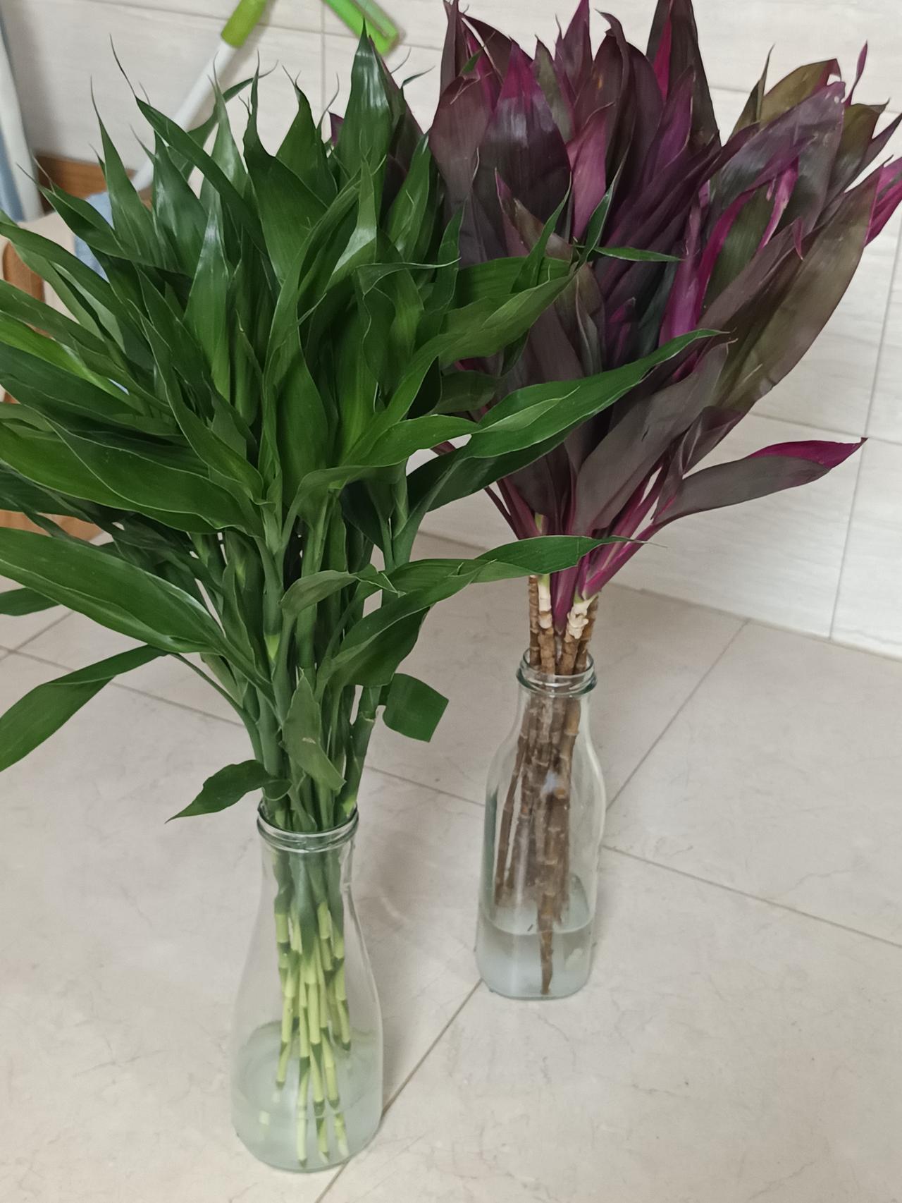 网购的富贵竹到货了，整整20支，红绿相间、品相上佳，满是生机，价格还不到十元。