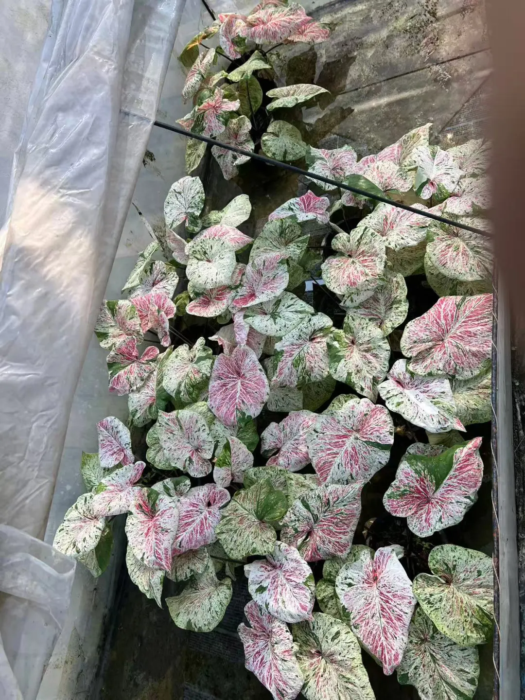 下一趟的薄荷糖大状态苗