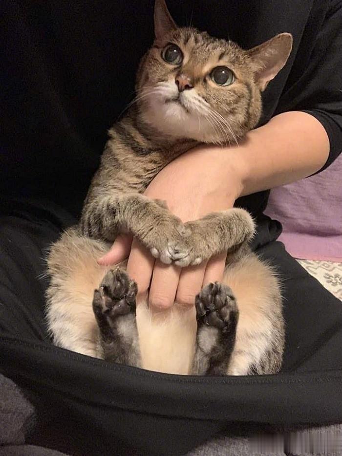 🐱：恐怖电影啊～，等我绑好安全带再看！