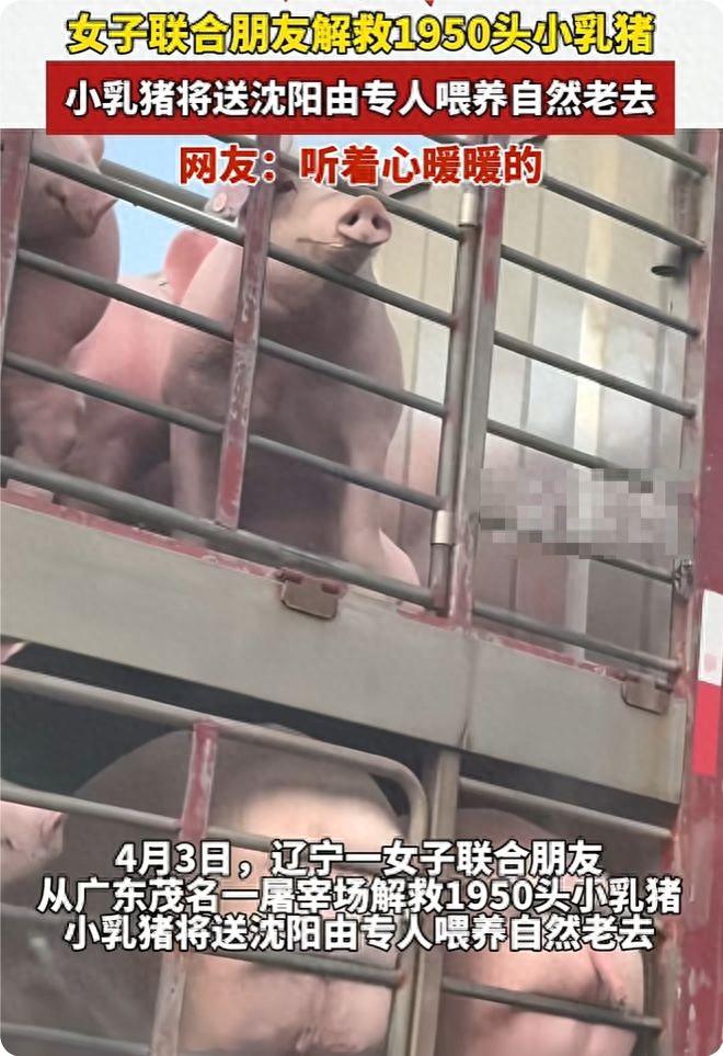 女子众筹58万救1950头祭祀乳猪！网友热议：有钱不帮人，专救猪？
故事开场可够
