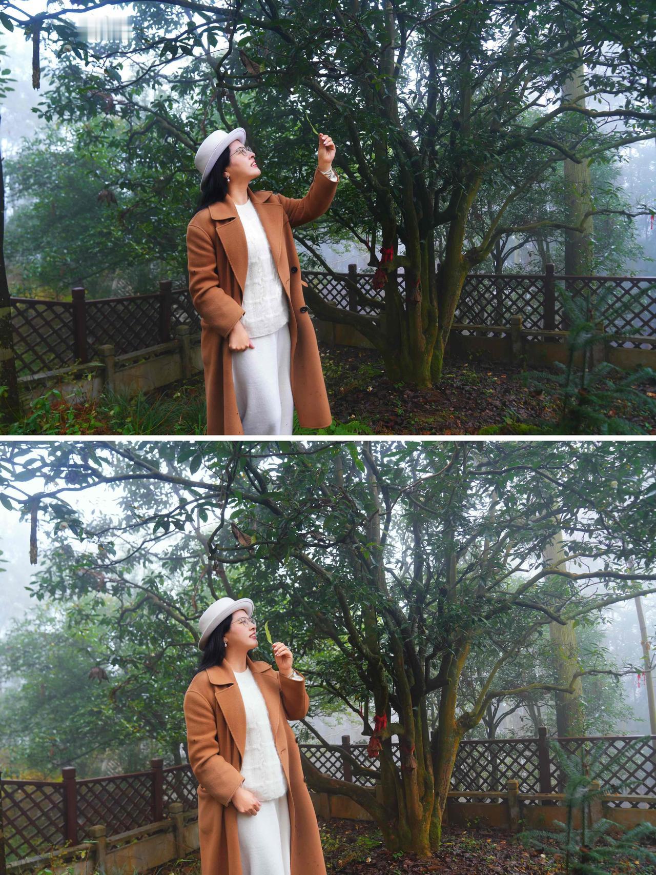 云雾茶境：普安，一片叶子的千年史诗

晨雾还未散尽，群山在薄纱中若隐若现。这里是