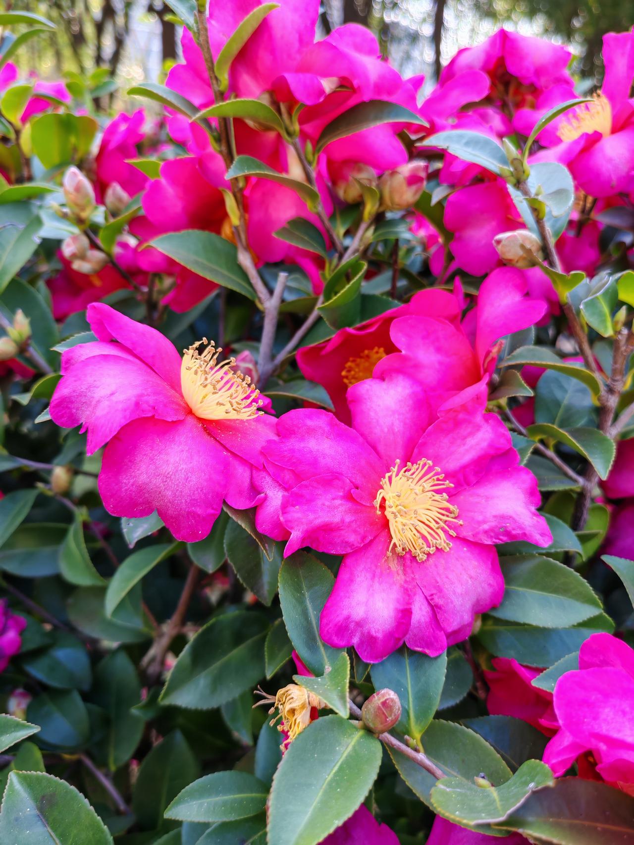 冬日生活打卡季沙湖公园里的茶梅真美，半人高一树树的花朵形成了花墙，让人流连忘返。