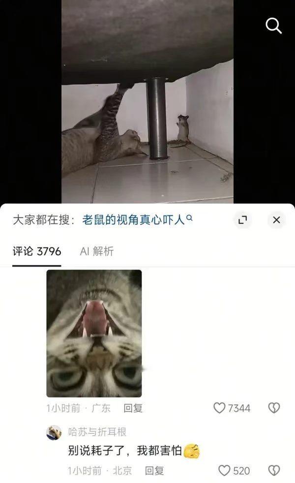 老鼠：并不舒适 