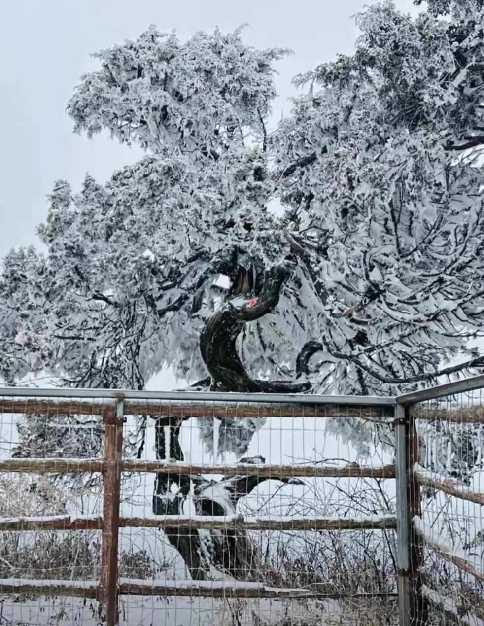米仓山国家森林公园 米仓山国家森林公园 游玩 周边游 周末去哪玩