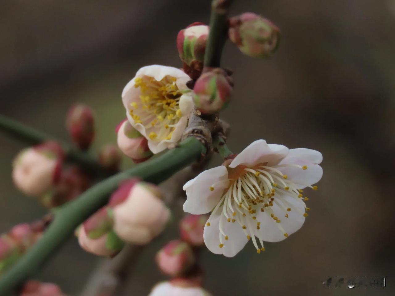 春日里的花苞绽放，清新动人，美不胜收！🌸💐江东公园