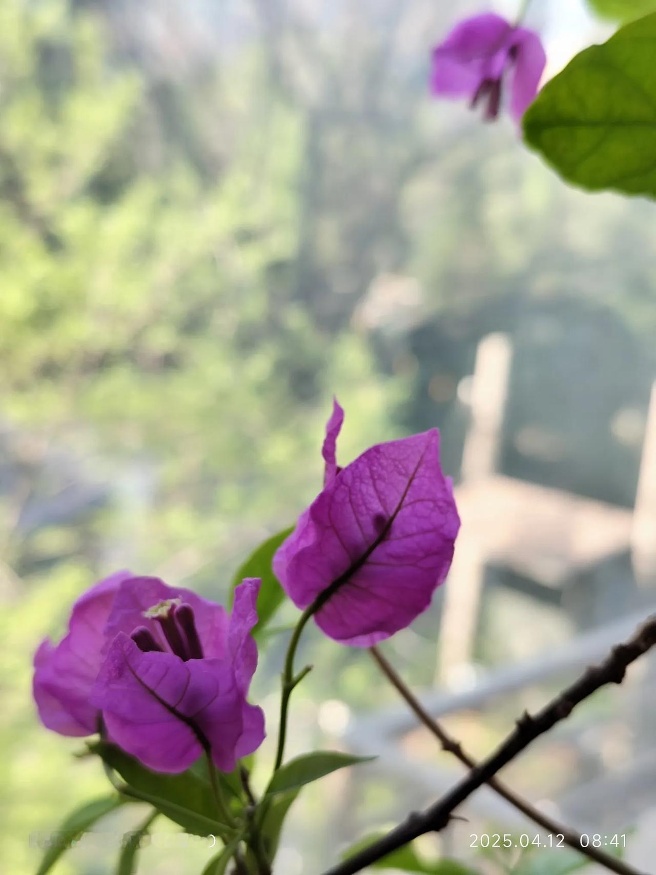 昨天孩子选修的音乐鉴赏课，课堂临时搬到了平时上心理学的大教室，于是在上课前的半小