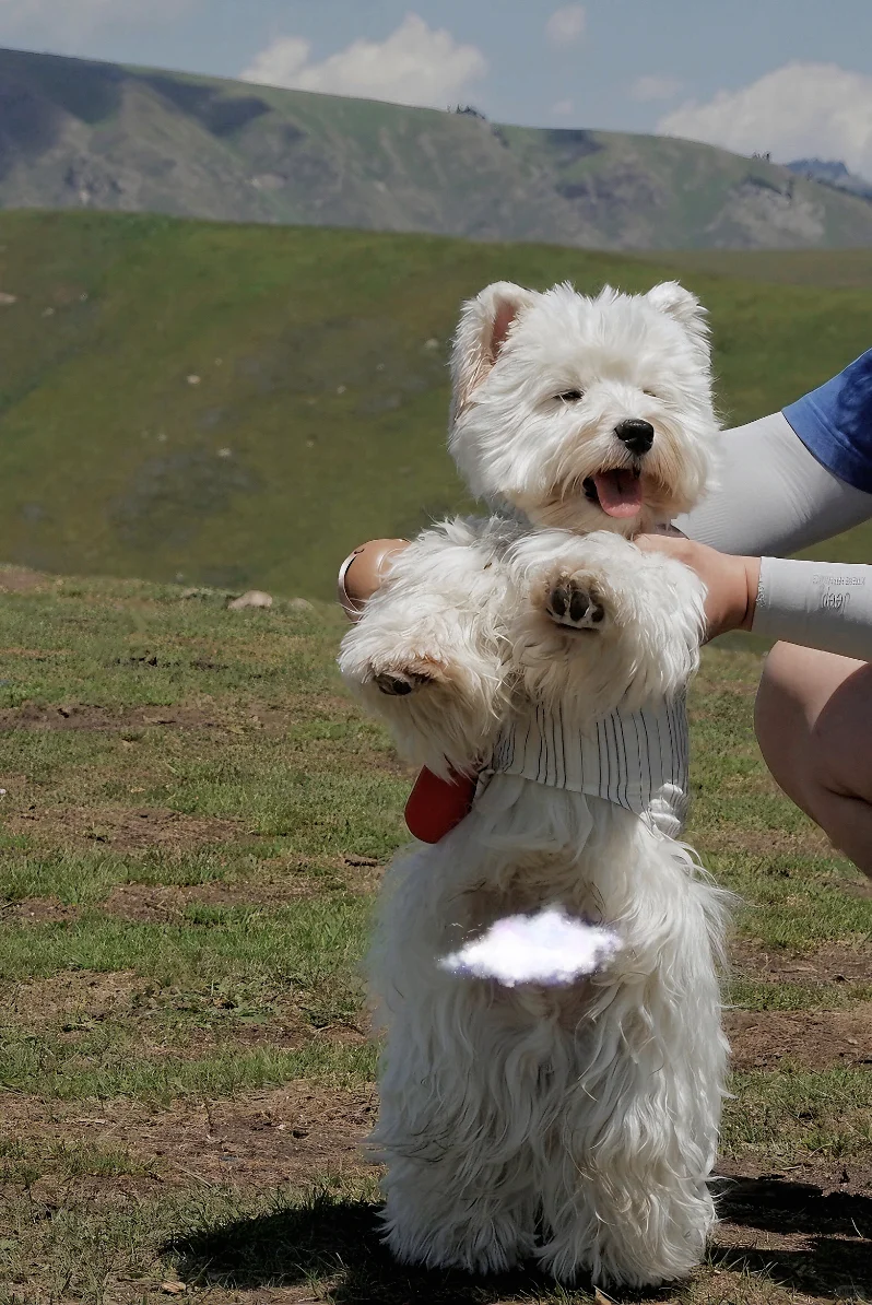 小狗勇闯新疆第四站：琼库什台