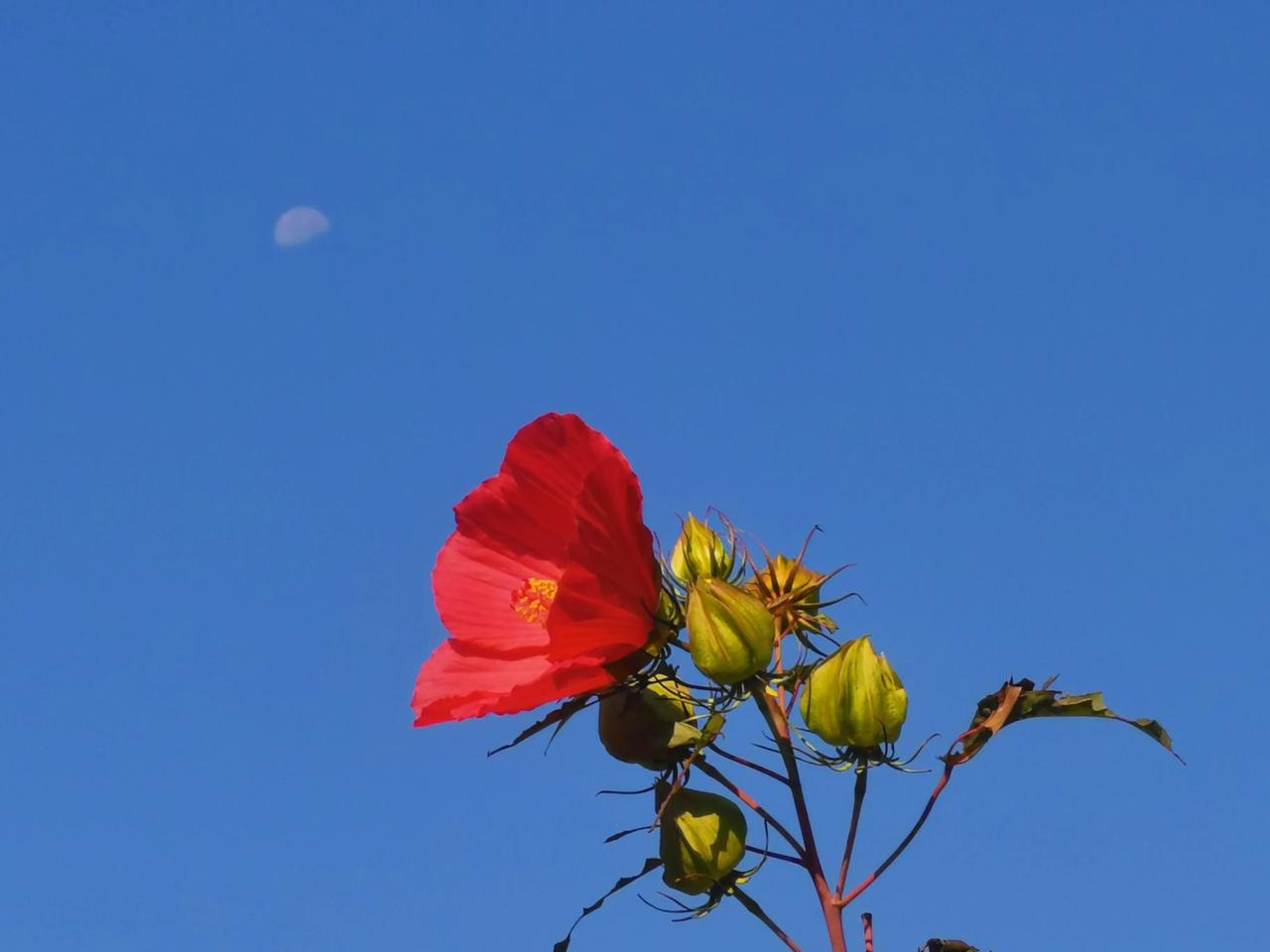 #秋日生活打卡#明明上天，照临下土