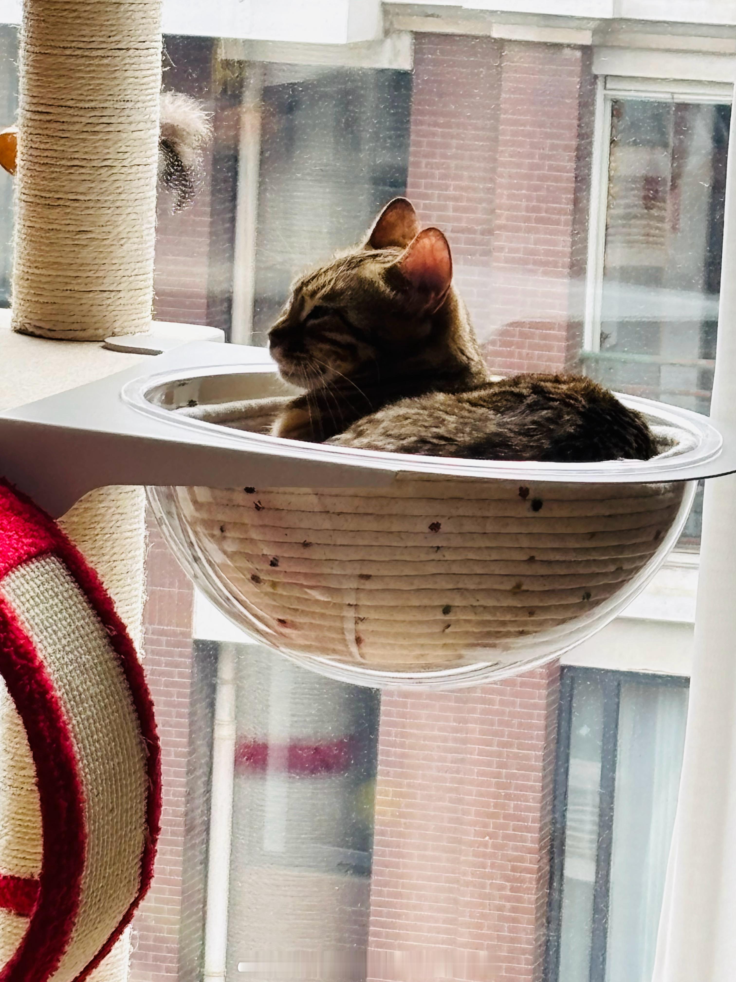 一盆猫 ​​​