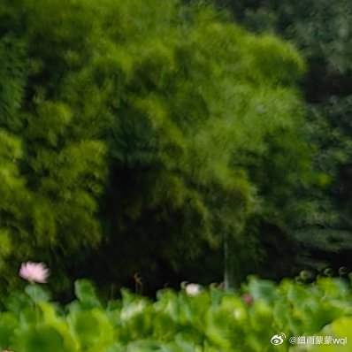 墨染荷花，池中梦，青草露脚，心中情，怎奈只是画中景？ 