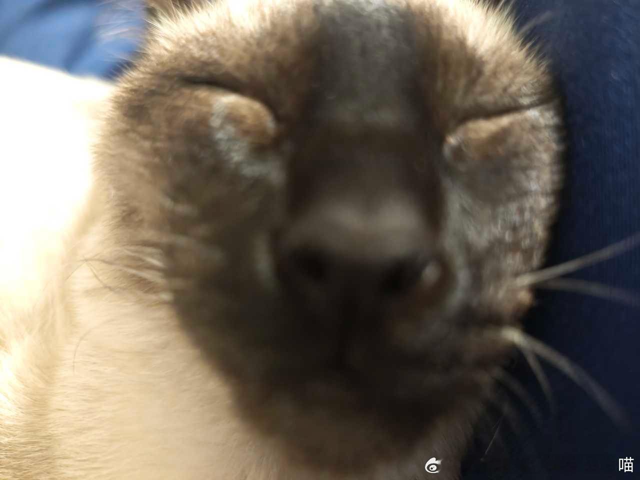 49856【丑猫】太丑了朋友说像老鼠 