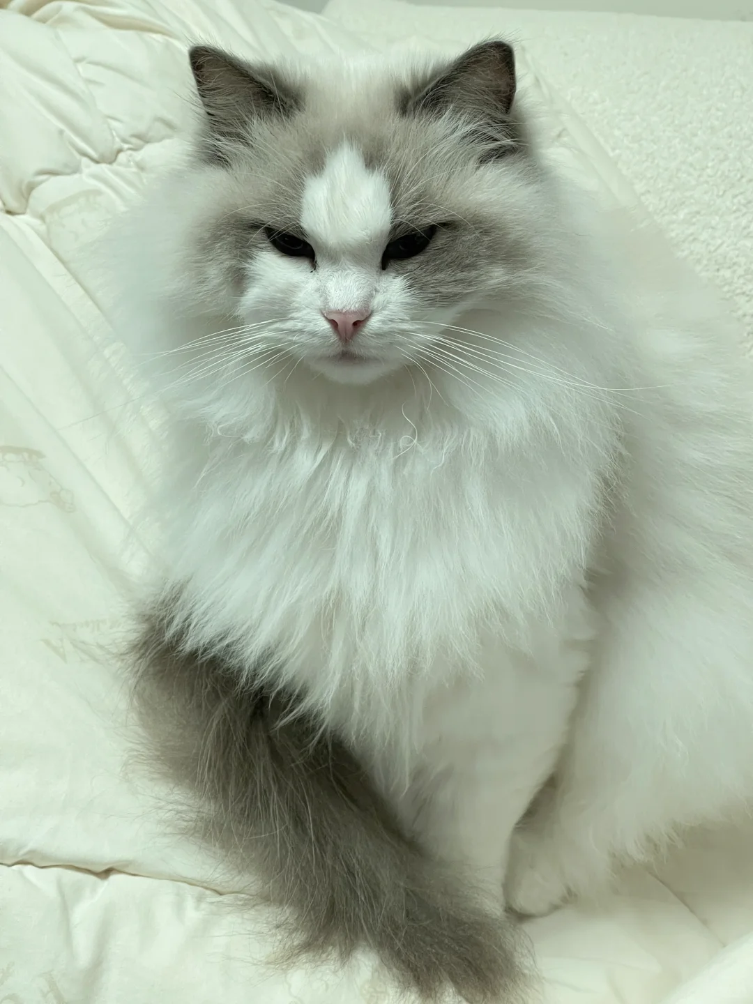 一张睡懵了的猫脸