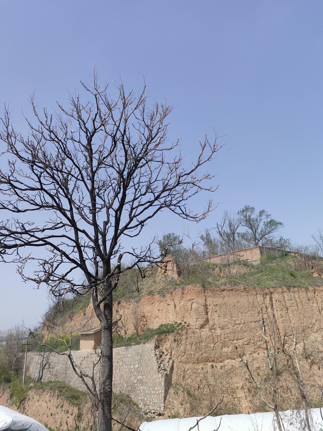 1. 枯木立荒坡，蓝天映黄土。春意在粗粝的土层里悄悄萌发，不张扬，却藏着生生不息