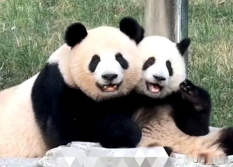 莽仔和莽小五，这是天下妈妈第一好？

这么温馨的时刻，怎么挑出来的，我还能看到另