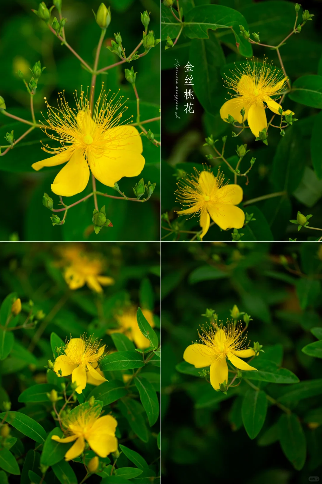 夏天来了，一起去看花！|金丝桃花