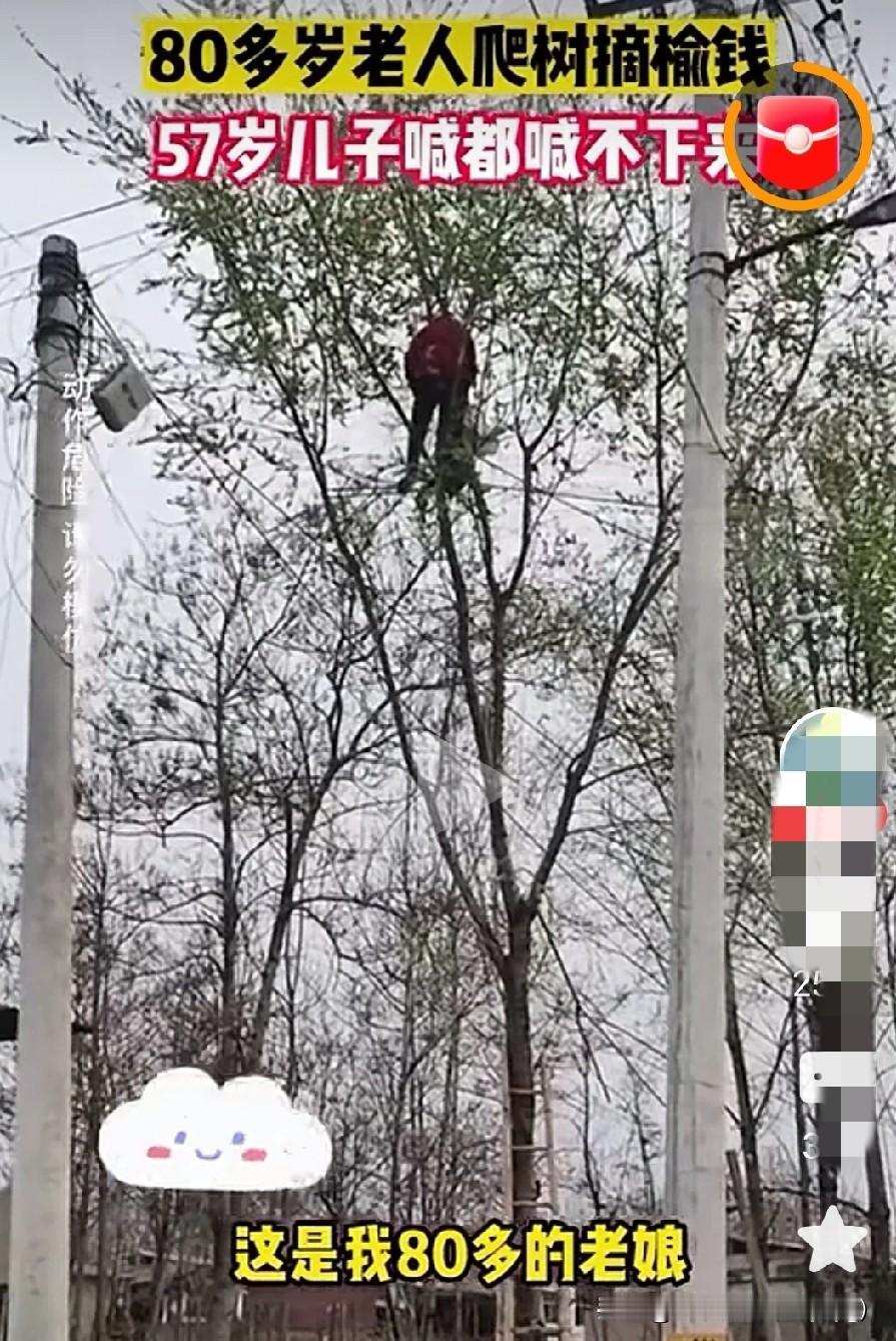 看这图片你是不是惊得心一下子提嗓子眼来？
在高高的榆树上站着一位老人正在采摘榆钱