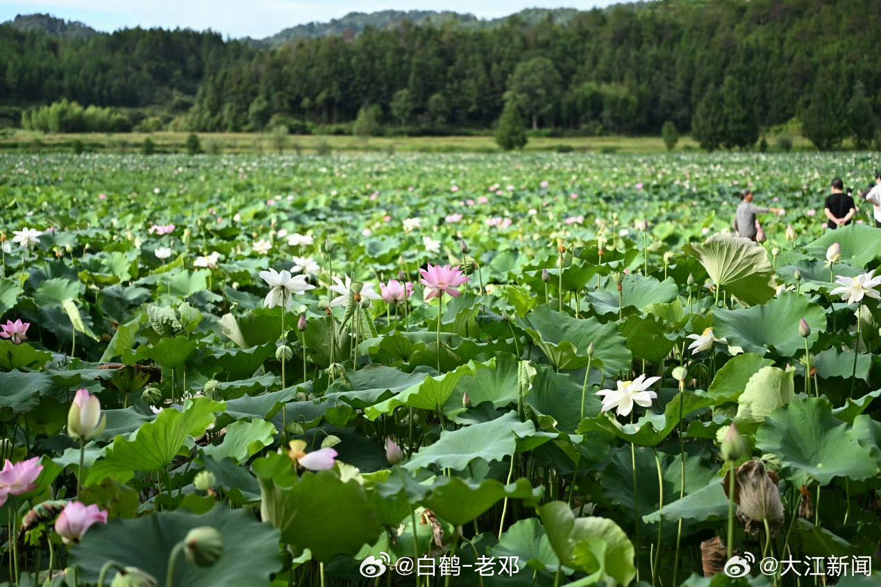赣莲飘香广昌路上2026广昌莲花旅游文化节 【好风景带来好“钱景” 一朵莲花释放