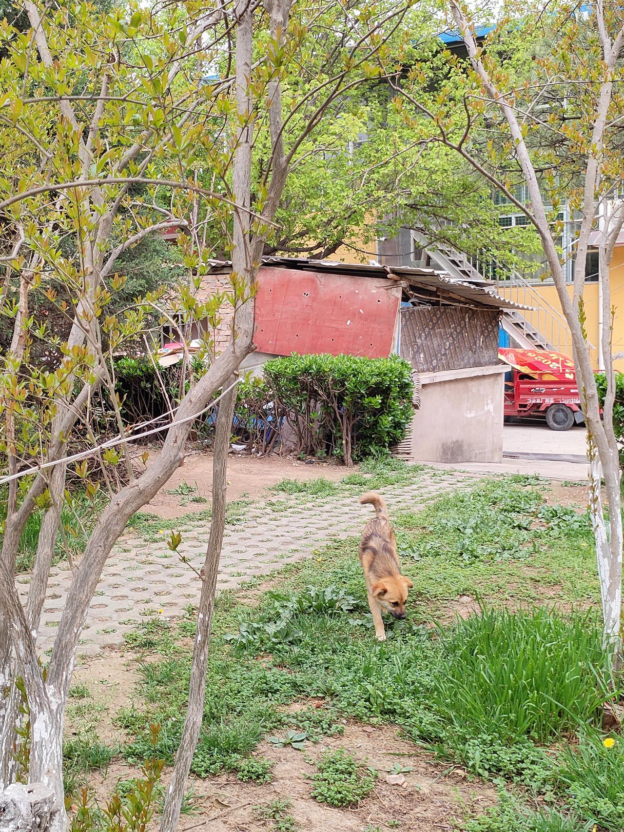 记录我的2026春日小院，草木清新，小狗闲步，日子悠然又治愈。