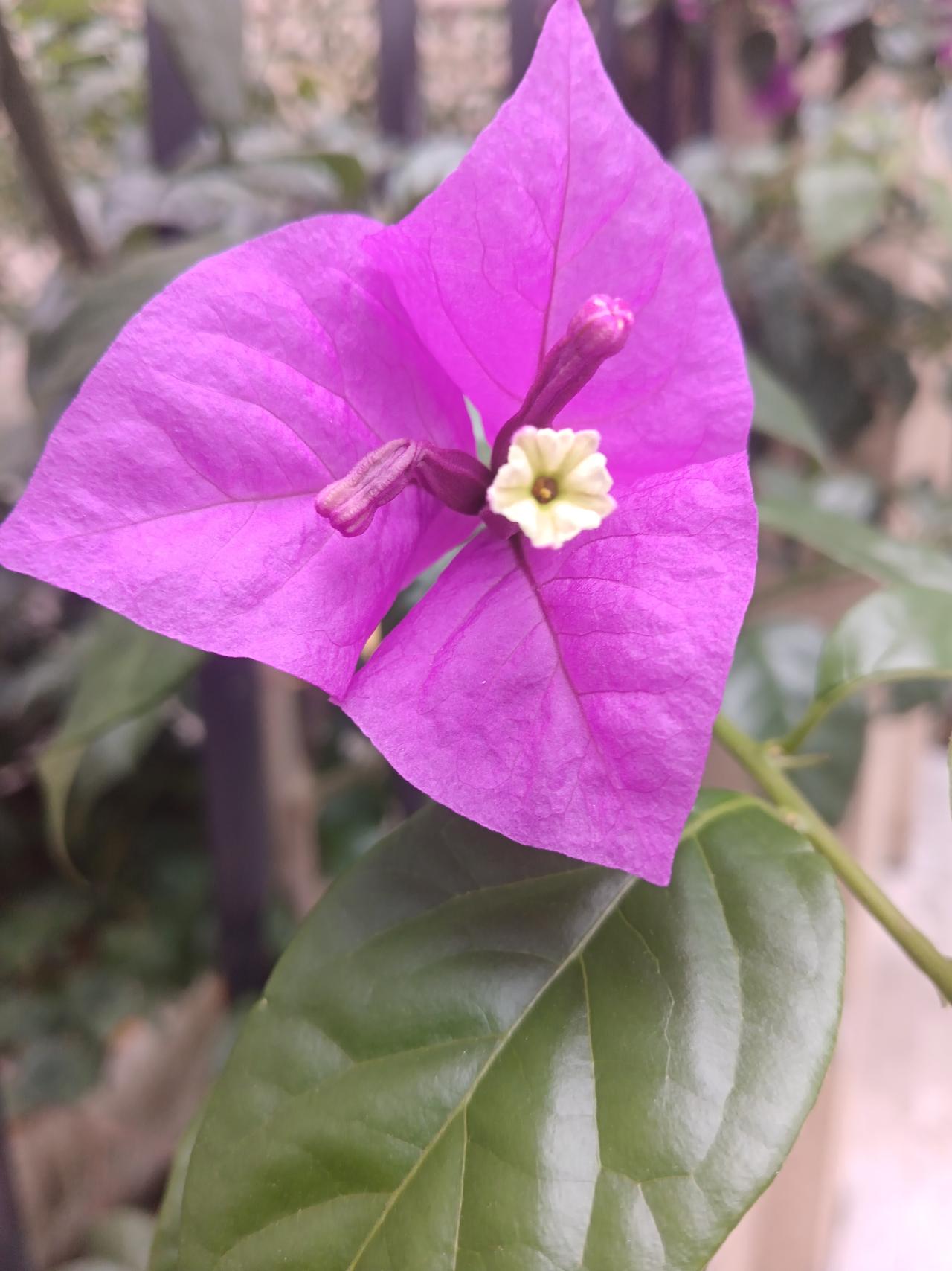 惊艳的紫色花朵，绽放在绿叶间，美不胜收！🌸💕