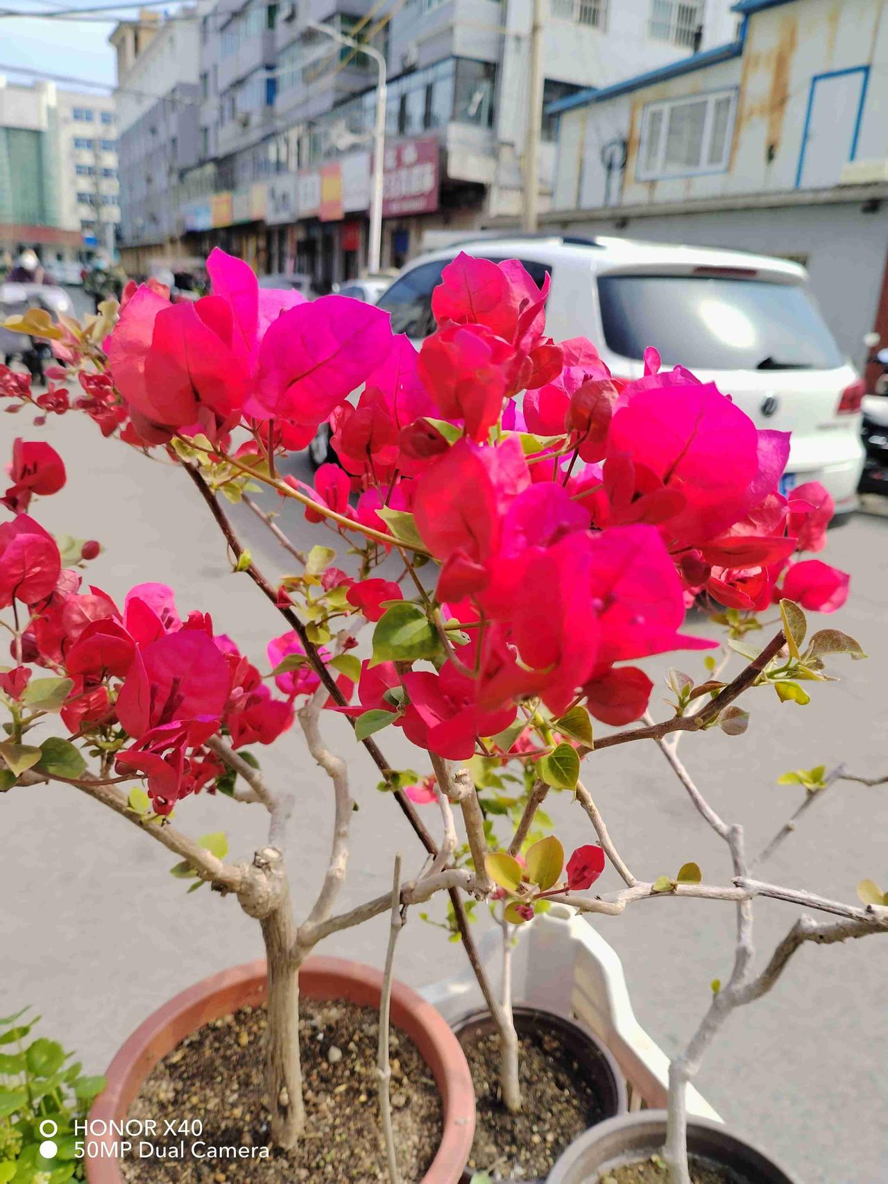 我的今日状态：😁轻松愉快
我这里的天气：☀️晴天
春天的花开了