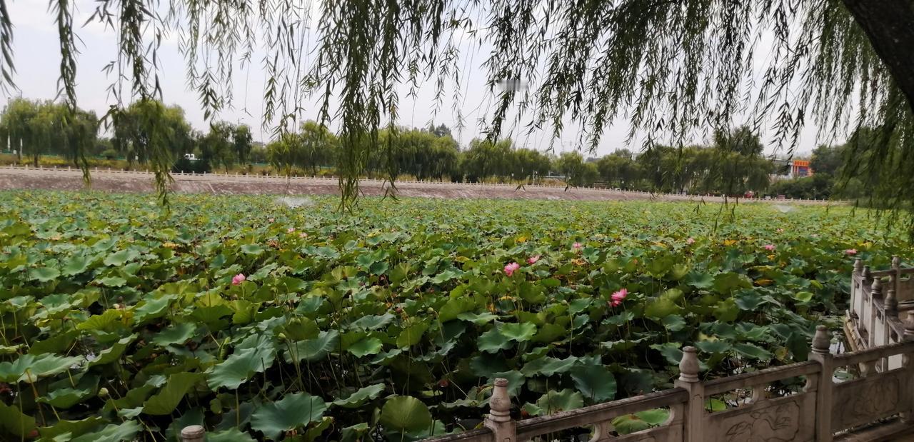 #一张图记录家乡秋色#入秋的早晨已有些凉意，走在公园的荷花池边，小风徐徐地吹着，