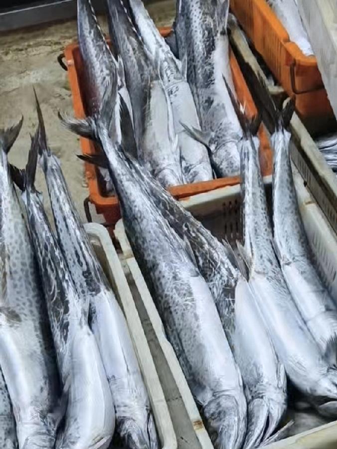 昨天红岛海鲜市场上的大鲅鱼还是25块钱一斤，今天略有上涨，28块钱一斤了。
这里