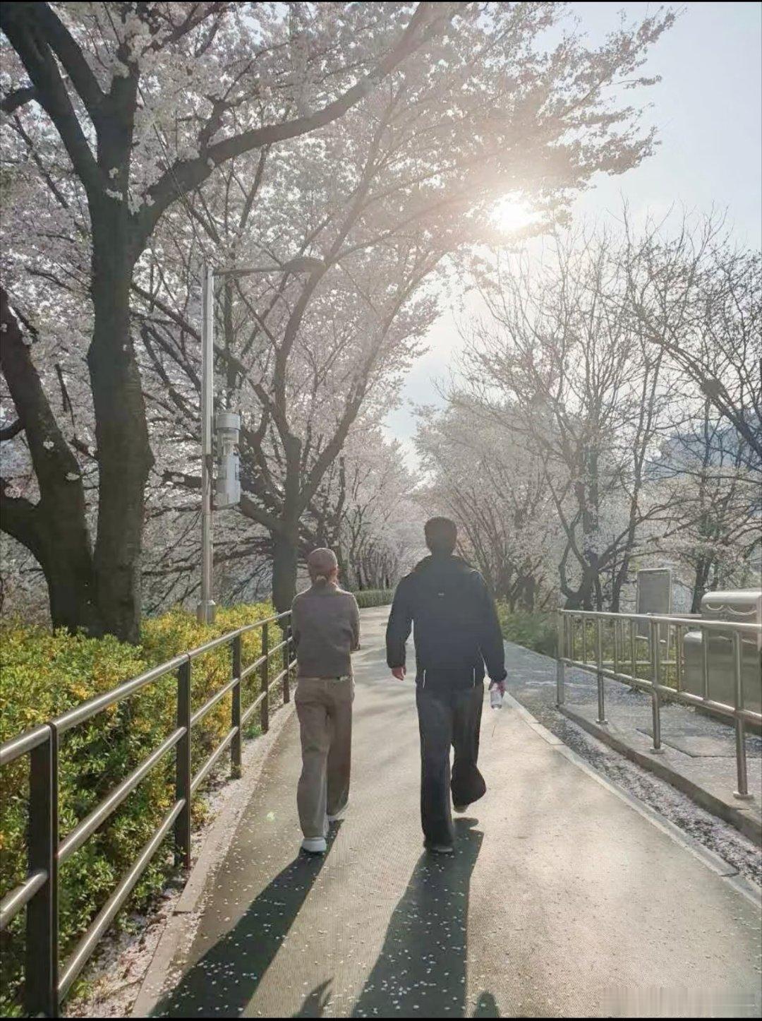 何超莲IG更新“Cherry blossom 🌸💗”何超莲窦骁樱花甜蜜同框！