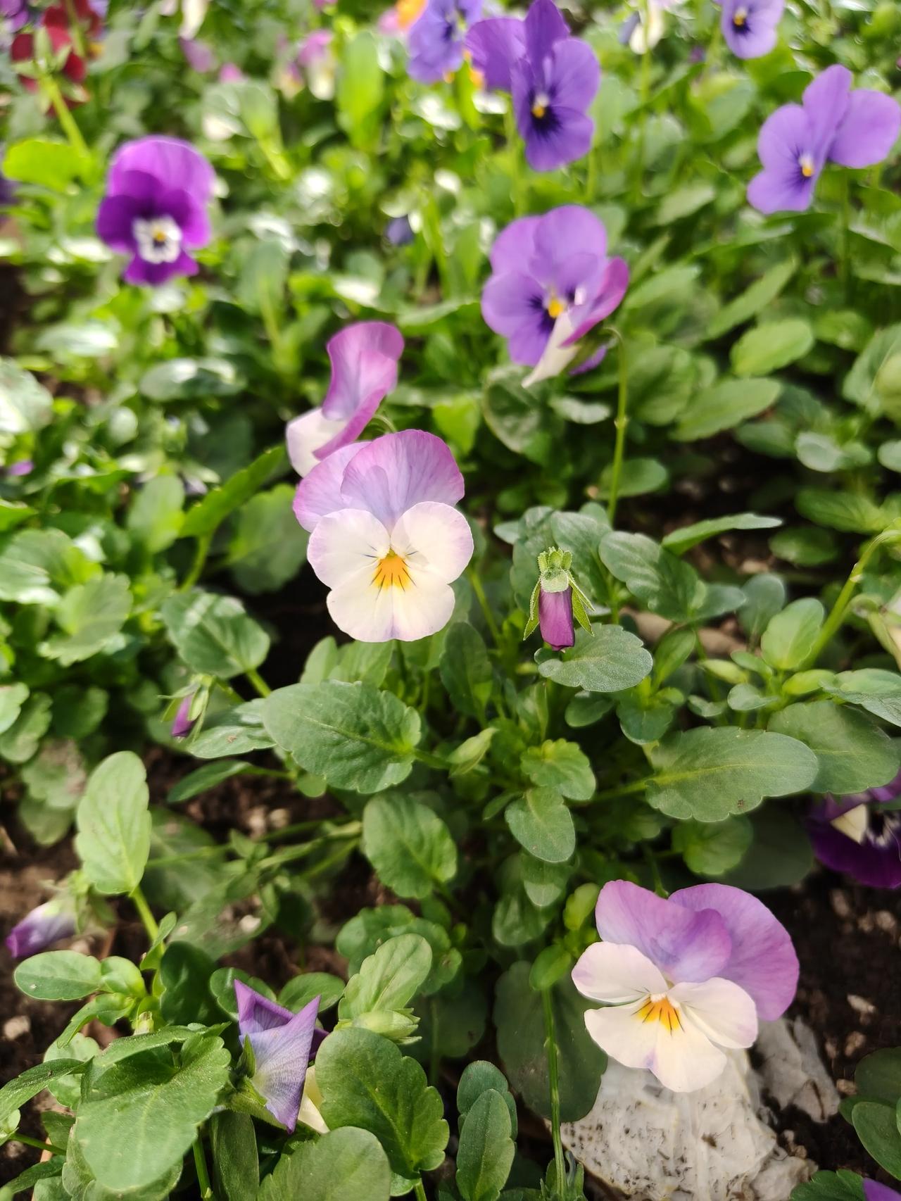冬日随手拍花草～🌸🌸🌿🌿

冬日午间随手拍实景图分享！