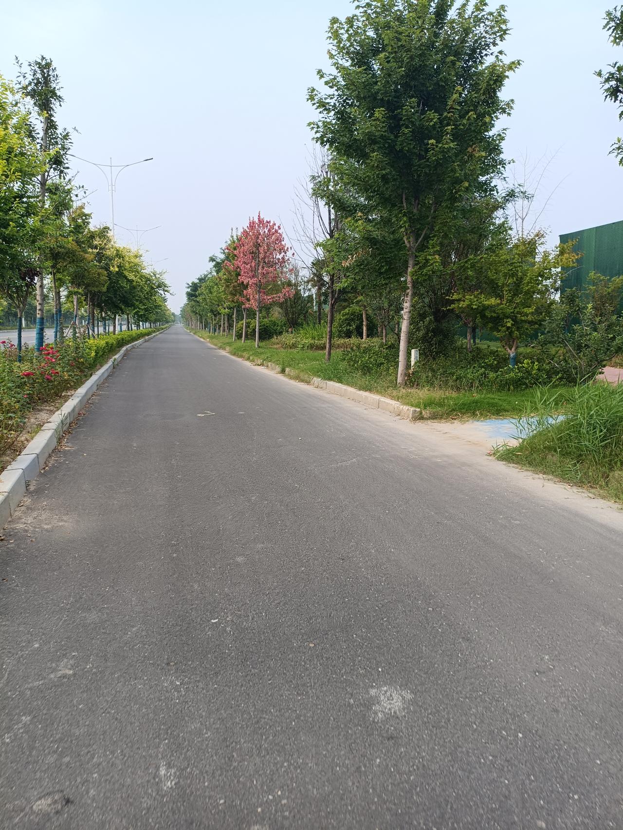 枫树叶红了，原来树死了

2026年6月30日早上拍摄于曹县昆仑山路南端
